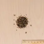 Mélanges de fleurs - Fleurs Annuelles pour Balcons - 4 m² - Mélange de fleurs - MEDIA_3D